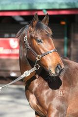 Lot 263 O'Reilly x Mexican Rose tops the Weanling Session. Photo Credit: Trish Dunell.